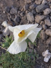 Argemone albiflora