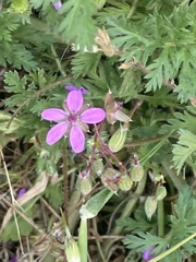 Erodium cicutarium