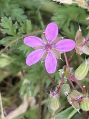 Erodium cicutarium