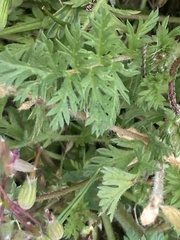 Erodium cicutarium
