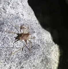 Spelaeiacris tabulae