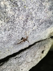 Spelaeiacris tabulae