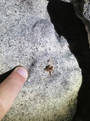 Spelaeiacris tabulae