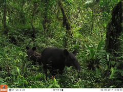 Tapirus pinchaque