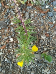 Ajuga chamaepitys