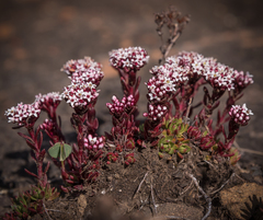 Crassula setulosa setulosa