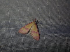 Choristostigma roseopennalis