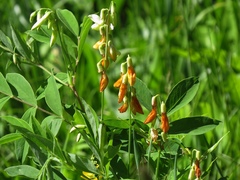 Lathyrus laevigatus occidentalis