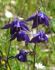 Aquilegia nigricans