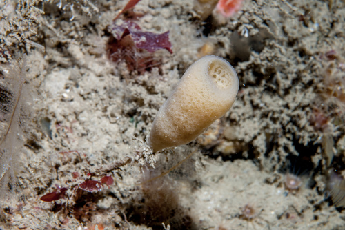 small pitcher horny sponge