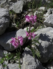 Pedicularis rosea