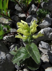 Paederota lutea