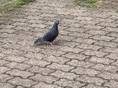 Columba livia domestica
