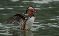 Aix galericulata