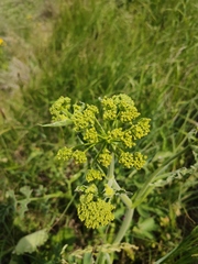 Pastinaca clausii