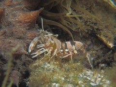 Periclimenes amethysteus