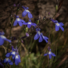 Lobelia preslii