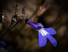 Lobelia preslii