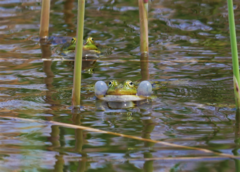 Pelophylax