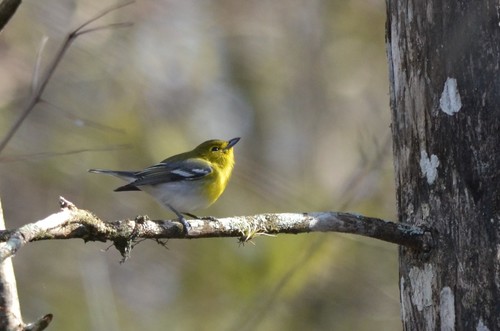 Vireonidae image