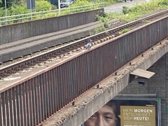 Columba livia domestica