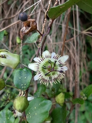 Passiflora cuspidifolia