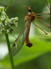 Tipula lunata