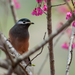 White-eared Sibia - Photo (c) Liu JimFood, some rights reserved (CC BY-NC), uploaded by Liu JimFood