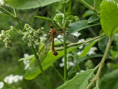 Tipula lunata