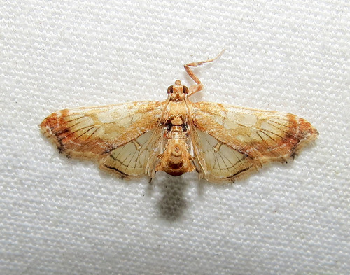 Euleucinodes conifrons