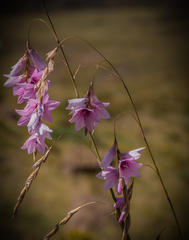 Dierama robustum