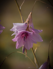 Dierama robustum