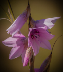 Dierama robustum
