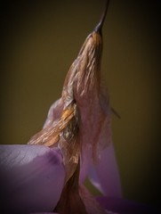 Dierama robustum