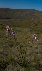 Dierama robustum