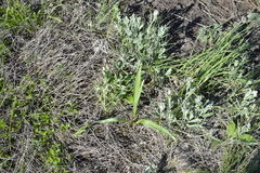 Colchicum bulbocodium versicolor