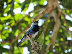 Stilpnia nigrocincta