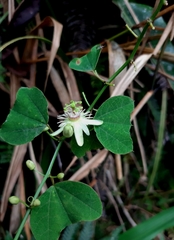 Passiflora erythrophylla
