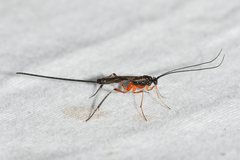 Macrocentrus aegeriae