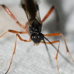 Macrocentrus aegeriae