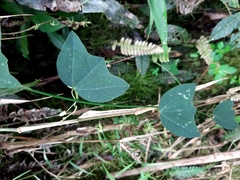 Passiflora erythrophylla