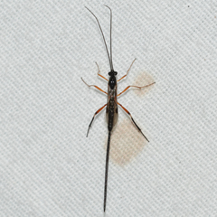 Macrocentrus aegeriae
