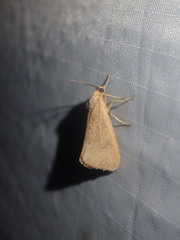 Virbia opella