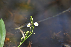 Sagittaria