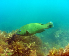Gould's Wrasse photo 2