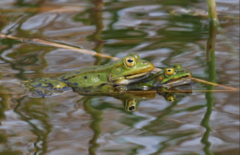 Pelophylax