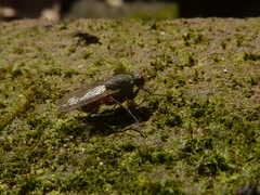 Lispocephala brachialis