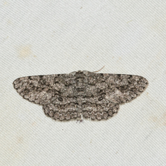 Hypomecis umbrosaria