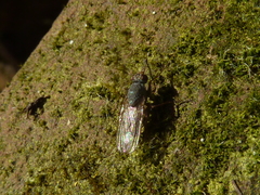 Lispocephala brachialis