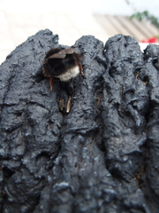 Bombus terrestris canariensis